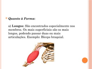  Quanto à Forma:
a) Longos: São encontrados especialmente nos
membros. Os mais superficiais são os mais
longos, podendo passar duas ou mais
articulações. Exemplo: Bíceps braquial.
 