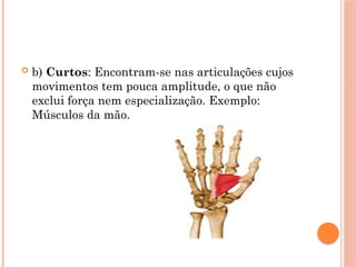  b) Curtos: Encontram-se nas articulações cujos
movimentos tem pouca amplitude, o que não
exclui força nem especialização. Exemplo:
Músculos da mão.
 