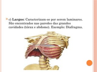  c) Largos: Caracterizam-se por serem laminares.
São encontrados nas paredes das grandes
cavidades (tórax e abdome). Exemplo: Diafragma.
 