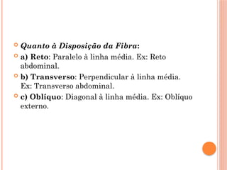  Quanto à Disposição da Fibra:
 a) Reto: Paralelo à linha média. Ex: Reto
abdominal.
 b) Transverso: Perpendicular à linha média.
Ex: Transverso abdominal.
 c) Oblíquo: Diagonal à linha média. Ex: Oblíquo
externo.
 
