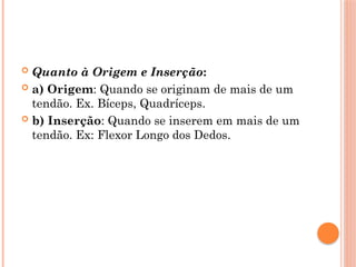  Quanto à Origem e Inserção:
 a) Origem: Quando se originam de mais de um
tendão. Ex. Bíceps, Quadríceps.
 b) Inserção: Quando se inserem em mais de um
tendão. Ex: Flexor Longo dos Dedos.
 