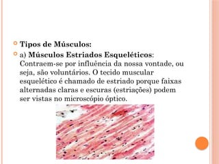  Tipos de Músculos:
 a) Músculos Estriados Esqueléticos:
Contraem-se por influência da nossa vontade, ou
seja, são voluntários. O tecido muscular
esquelético é chamado de estriado porque faixas
alternadas claras e escuras (estriações) podem
ser vistas no microscópio óptico.
 