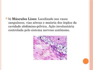  b) Músculos Lisos: Localizado nos vasos
sanguíneos, vias aéreas e maioria dos órgãos da
cavidade abdômino-pélvica. Ação involuntária
controlada pelo sistema nervoso autônomo.
 