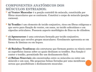 COMPONENTES ANATÔMICOS DOS
MÚSCULOS ESTRIADOS:
 a) Ventre Muscular é a porção contrátil do músculo, constituída por
fibras musculares que se contraem. Constitui o corpo do músculo (porção
carnosa).
 b) Tendão é um elemento de tecido conjuntivo, ricos em fibras colágenas e
que serve para fixação do ventre, em ossos, no tecido subcutâneo e em
cápsulas articulares. Possuem aspecto morfológico de fitas ou de cilindros.
 c) Aponeurose é uma estrutura formada por tecido conjuntivo.
Membrana que envolve grupos musculares. Geralmente apresenta-se em
forma de lâminas ou em leques.
 d) Bainhas Tendíneas são estruturas que formam pontes ou túneis entre
as superfícies ósseas sobre as quais deslizam os tendões. Sua função é
conter o tendão, permitindo-lhe um deslizamento fácil.
 e) Bolsas Sinoviais são encontradas entre os músculos ou entre um
músculo e um osso. São pequenas bolsas forradas por uma membrana
serosa que possibilitam o deslizamento muscular.
 