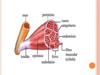 Sistema muscular. Classificação e conceito