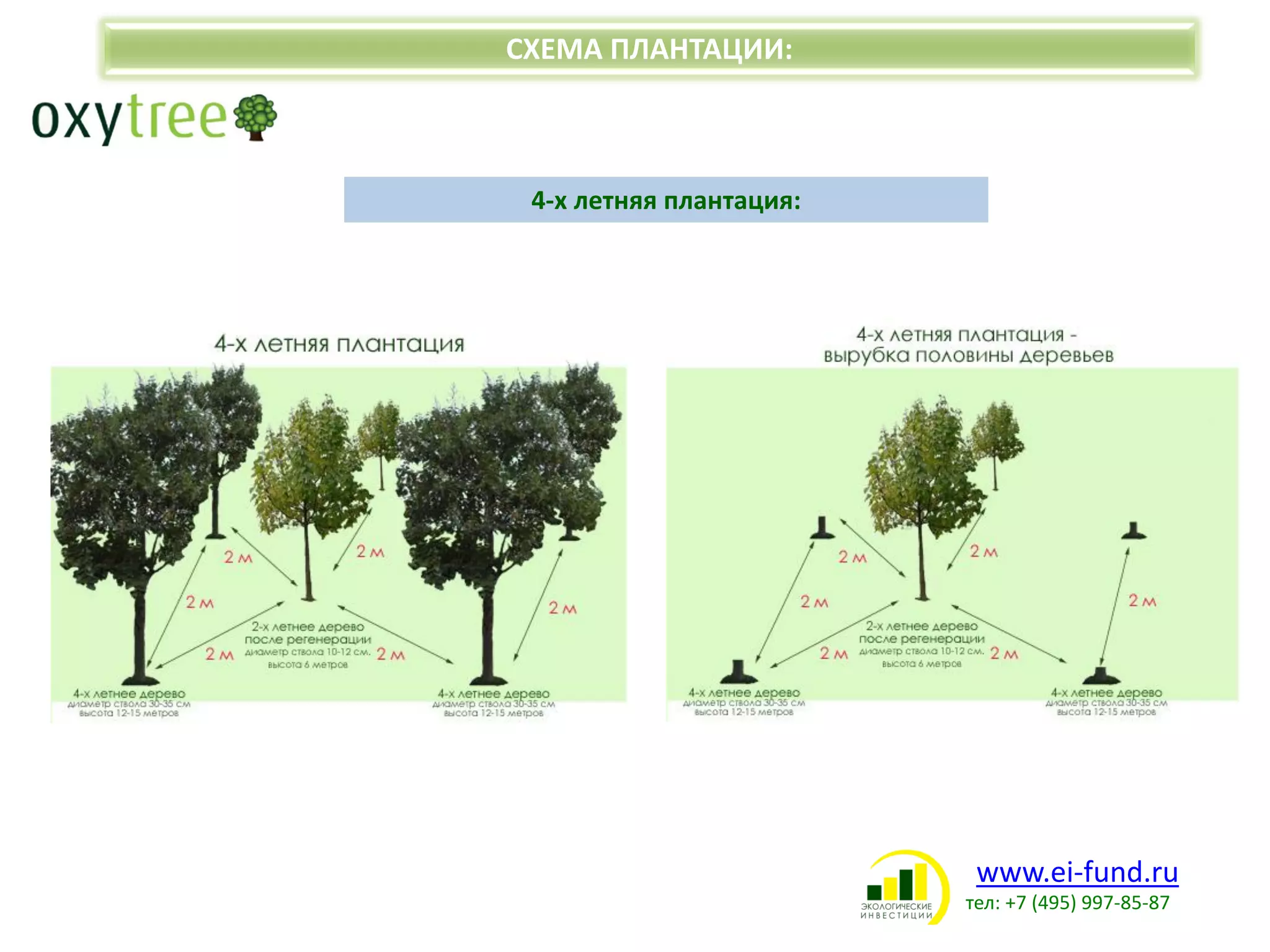 www.ei-fund.ru
тел: +7 (495) 997-85-87
СХЕМА ПЛАНТАЦИИ:
4-х летняя плантация:
 