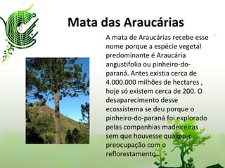 Mata das Araucárias A mata de Araucárias recebe esse nome porque a espécie vegetal predominante é Araucária angustifolia ou pinheiro-do-paraná. Antes existia cerca de 4.000.000 milhões de hectares , hoje só existem cerca de 200. O desaparecimento desse ecossistema se deu porque o pinheiro-do-paraná foi explorado pelas companhias madeireiras sem que houvesse qualquer preocupação com o reflorestamento. 