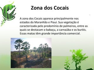 Zona dos Cocais A zona dos Cocais aparece principalmente nos estados do Maranhão e Piauí. Sua vegetação é caracterizada pelo predomínio de palmeiras, entre as quais se destacam o babaçu, a carnaúba e os buritis. Essas matas têm grande importância comercial. 