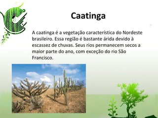 Caatinga A caatinga é a vegetação característica do Nordeste brasileiro. Essa região é bastante árida devido à escassez de chuvas. Seus rios permanecem secos a maior parte do ano, com exceção do rio São Francisco. 
