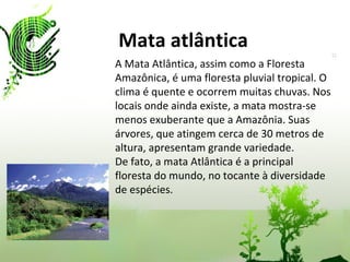 Mata atlântica A Mata Atlântica, assim como a Floresta Amazônica, é uma floresta pluvial tropical. O clima é quente e ocorrem muitas chuvas. Nos locais onde ainda existe, a mata mostra-se menos exuberante que a Amazônia. Suas árvores, que atingem cerca de 30 metros de altura, apresentam grande variedade. De fato, a mata Atlântica é a principal floresta do mundo, no tocante à diversidade de espécies. 