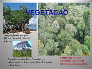 •vegetação de mangue
(Fica no litoral do Amapá
e Pará)




                                              Vegetação: Floresta
   Encontramos também Cerrado ( no
                                              Amazônica (quase todo
   extremo sul do Amazonas, Pará, Tocantins
                                              t
                                              território da região norte)
   e Rondônia).
 
