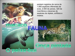 existem registros de cerca de
1.800 espécies diferentes de
aves, 2.500 de peixes, 320 de
mamíferos e dezenas de
espécies de répteis, anfíbios e
insetos.
 