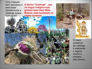 Uma irrigação
bem planejada e   O bioma "Caatinga" , que
executada         na língua indígena tupi-
transformaria a   guarani quer dizer Mata
caatinga quase    Branca, está localizado na
num jardim.       região nordeste




                                               O maior
                                               problema
                                               da caatinga
                                               é realmente
                                               o regime
                                               incerto e
                                               escasso
                                               das chuvas
 