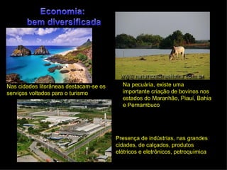 Nas cidades litorâneas destacam-se os     Na pecuária, existe uma
serviços voltados para o turismo          importante criação de bovinos nos
                                          estados do Maranhão, Piauí, Bahia
                                          e Pernambuco




                                        Presença de indústrias, nas grandes
                                        cidades, de calçados, produtos
                                        elétricos e eletrônicos, petroquímica
 
