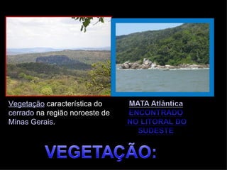 Vegetação característica do
cerrado na região noroeste de
Minas Gerais.
 