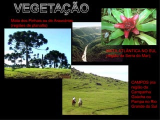 Mata dos Pinhais ou de Araucárias
(
(regiões de planalto)




                                    MATA ATLÂNTICA NO SUL
                                    (região da Serra do Mar);




                                                CAMPOS (na
                                                região da
                                                Campanha
                                                Gaúcha ou
                                                Pampa no Rio
                                                Grande do Sul
 