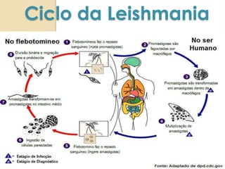 Ciclo da Leishmania
 