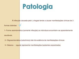 A infecção causada pela L chagasi tende a causar manifestações clínicas de 3
formas distintas:
1- Forma assintomática (somente infecção) os indivíduos encontram–se aparentemente
saudáveis
2- Oligossintomática (subclínica) não há evidência de manifestações clínicas
3- Clássica : (aguda )apresenta manifestações bastantes exacerbadas
Patologia
 