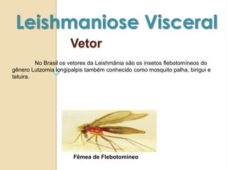 Vetor
Leishmaniose Visceral
Fêmea de Flebotomíneo
No Brasil os vetores da Leishmânia são os insetos flebotomíneos do
gênero Lutzomia longipalpis também conhecido como mosquito palha, birigui e
tatuira.
 