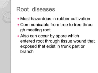 Root diseases
 Most hazardous in rubber cultivation
 Communicable from tree to tree throu
gh meeting root.
 Also can occur by spore which
entered root through tissue wound that
exposed that exist in trunk part or
branch
 