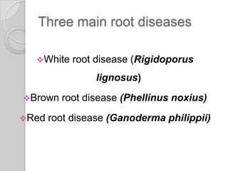 Three main root diseases
White root disease (Rigidoporus
lignosus)
Brown root disease (Phellinus noxius)
Red root disease (Ganoderma philippii)
 