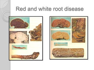 Red and white root disease
 