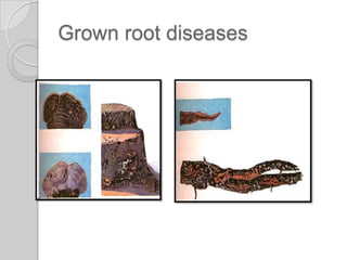 Grown root diseases
 