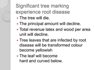 Significant tree marking
experience root disease
 The tree will die.
 The principal amount will decline.
 Total revenue latex and wood per area
unit will decline.
 Tree leaves that are infected by root
disease will be transformed colour
become yellowish
 The leaf will become
hard and curved below.
 