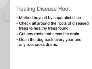 Treating Disease Root
 Method boycott by separatist ditch
 Check all around the roots of diseased
trees to healthy trees found.
 Cut any roots that cross the drain
 Drain the dug back every year and
any root cross drains.
 