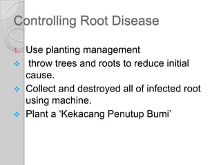 Controlling Root Disease
1. Use planting management
 throw trees and roots to reduce initial
cause.
 Collect and destroyed all of infected root
using machine.
 Plant a ‘Kekacang Penutup Bumi’
 