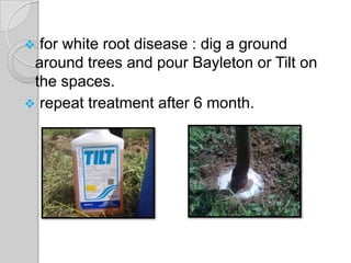  for white root disease : dig a ground
around trees and pour Bayleton or Tilt on
the spaces.
 repeat treatment after 6 month.
 