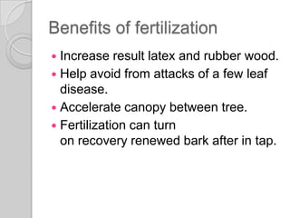 Benefits of fertilization
 Increase result latex and rubber wood.
 Help avoid from attacks of a few leaf
disease.
 Accelerate canopy between tree.
 Fertilization can turn
on recovery renewed bark after in tap.
 