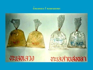 น้าทะเลหลวง/ทะเลสาบสงขลา  