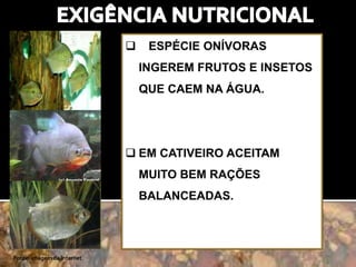 Fonte: imagem da internet 
 