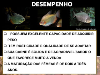 Fonte: imagem da internet 
 