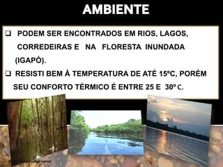 Fonte: imagem da internet 
 