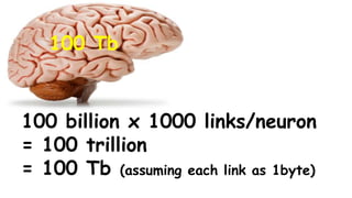 Science Journal – How brain stores-retrieve memory & how much space is ...