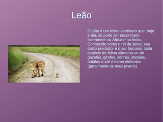 Leão
O leão é um felino carnívoro que, hoje
e dia, só pode ser encontrado
livremente na África e na Índia.
Conhecido como o rei da selva, seu
único predador é o ser humano. Esta
espécie de felino alimenta-se de
gazelas, girafas, zebras, impalas,
búfalos e até mesmo elefantes
(geralmente os mais jovens).
 