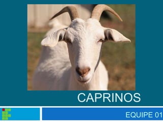 CAPRINOS
EQUIPE 01
 