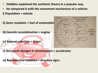 • Stebbins explained the synthetic theory in a popular way.
• He compared it with the movement mechanism of a vehicle:
i) Population = vehicle
ii) Gene mutation = fuel of automobile
iii) Genetic recombination = engine
iv) Natural selection = driver
v) Structural changes in chromosome = accelerator
vi) Reproductive isolation = directive signs
 
