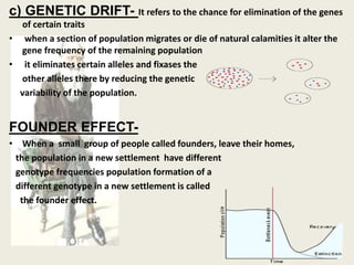 c) GENETIC DRIFT- It refers to the chance for elimination of the genes
of certain traits
• when a section of population migrates or die of natural calamities it alter the
gene frequency of the remaining population
• it eliminates certain alleles and fixases the
other alleles there by reducing the genetic
variability of the population.
FOUNDER EFFECT-
• When a small group of people called founders, leave their homes,
the population in a new settlement have different
genotype frequencies population formation of a
different genotype in a new settlement is called
the founder effect.
 