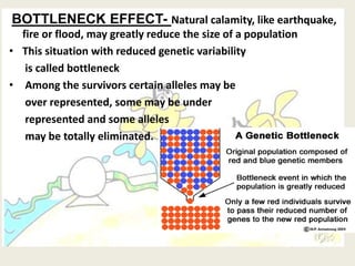 BOTTLENECK EFFECT- Natural calamity, like earthquake,
fire or flood, may greatly reduce the size of a population
• This situation with reduced genetic variability
is called bottleneck
• Among the survivors certain alleles may be
over represented, some may be under
represented and some alleles
may be totally eliminated.
 