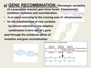 g) GENE RECOMBINATION- Phenotypic variability
of a population depend upon three factor- Enviromental
condition, mutation and recombination.
• is an event occurring by the crossing over of chromosomes .
• for the establishment of new variation
by natural selection a new adaptive
combination is form out of a gene
pool through the combined action of
mutation and gene recombination
 