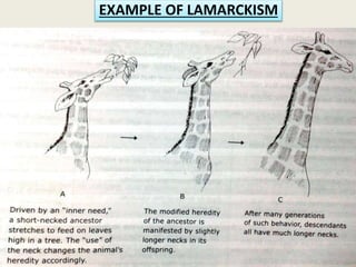 EXAMPLE OF LAMARCKISMEXAMPLE OF LAMARCKISM
 