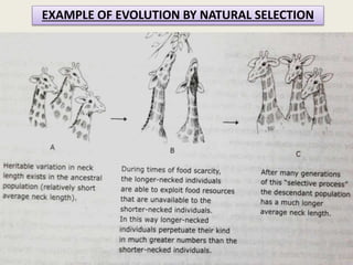 EXAMPLE OF EVOLUTION BY NATURAL SELECTION
 