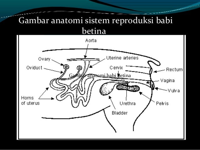 sistem reproduksi babi betina 