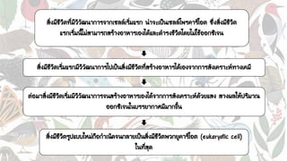 สิ่งมีชีวิตที่มีวิวัฒนาการจากเซลล์เริ่มแรก น่าจะเป็นเซลล์โพรคาริโอต ซึ่งสิ่งมีชีวิต
แรกเริ่มนี้ไม่สามารถสร้างอาหารเองได้และดารงชีวิตโดยไม่ใช้ออกซิเจน
สิ่งมีชีวิตเริ่มแรกมีวิวัฒนาการไปเป็นสิ่งมีชีวิตที่สร้างอาหารได้เองจากการสังเคราะห์ทางเคมี
ต่อมาสิ่งมีชีวิตเริ่มมีวิวัฒนาการจนสร้างอาหารเองได้จากการสังเคราะห์ด้วยแสง สางผลให้ปริมาณ
ออกซิเจนในบรรยากาศมีมากขึ้น
สิ่งมีชีวิตรูปแบบใหม่ถือกาเนิดจนกลายเป็นสิ่งมีชีวิตพวกยูคาริโอต (eukaryotic cell)
ในที่สุด
 