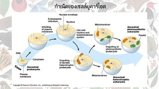 กาเนิดของเซลล์ยูคาริโอต
 