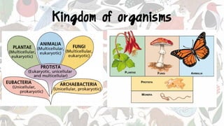 Kingdom of organisms
 