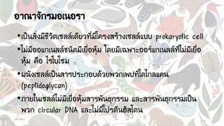อาณาจักรมอเนอรา
•เป็นสิ่งมีชีวิตเซลล์เดียวที่มีโครงสร้างเซลล์แบบ prokaryotic cell
•ไม่มีออแกเนลล์ชนิดมีเยื่อหุ้ม โดยมีเฉพาะออร์แกเนลล์ที่ไม่มีเยื่อ
หุ้ม คือ ไรโบโซม
•ผนังเซลล์เป็นสารประกอบด้วยพวกเพปทิโดไกลแคน
(peptidoglycan)
•ภายในเซลล์ไม่มีเยื่อหุ้มสารพันธุกรรม และสารพันธุกรรมเป็น
พวก circular DNA และไม่มีโปรตีนฮิสโตน
 